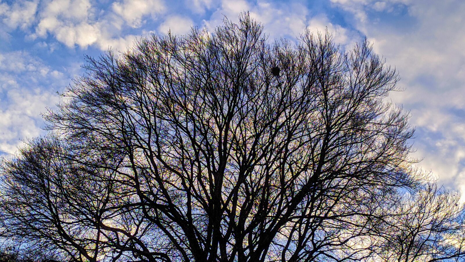 come un grande albero